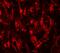 Leucine Carboxyl Methyltransferase 2 antibody, A14797, Boster Biological Technology, Immunofluorescence image 