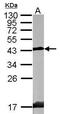 SH3 Domain Containing GRB2 Like 2, Endophilin A1 antibody, PA5-28466, Invitrogen Antibodies, Western Blot image 