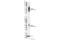 SLAM Family Member 6 antibody, 36977S, Cell Signaling Technology, Western Blot image 