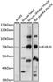 Kelch Like Family Member 41 antibody, LS-C750351, Lifespan Biosciences, Western Blot image 