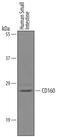 CD160 Molecule antibody, AF6177, R&D Systems, Western Blot image 