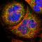 Mitogen-Activated Protein Kinase Kinase Kinase Kinase 2 antibody, HPA007330, Atlas Antibodies, Immunofluorescence image 