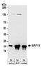 Chromosome 17 Open Reading Frame 49 antibody, A304-207A, Bethyl Labs, Western Blot image 