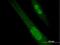 SPANX Family Member B1 antibody, H00728695-B01P, Novus Biologicals, Immunocytochemistry image 