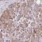 Coiled-Coil Domain Containing 140 antibody, HPA048166, Atlas Antibodies, Immunohistochemistry frozen image 