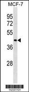 Interleukin Enhancer Binding Factor 2 antibody, 60-850, ProSci, Western Blot image 