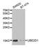 Ubiquitin Conjugating Enzyme E2 D1 antibody, PA5-76645, Invitrogen Antibodies, Western Blot image 