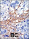 Phosphatidylinositol-4-Phosphate 5-Kinase Type 1 Gamma antibody, 63-359, ProSci, Immunofluorescence image 