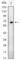 Epidermal Growth Factor antibody, abx015843, Abbexa, Western Blot image 