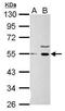 Wnt Family Member 1 antibody, PA5-34776, Invitrogen Antibodies, Western Blot image 