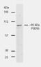 Discs Large MAGUK Scaffold Protein 4 antibody, 700902, Invitrogen Antibodies, Western Blot image 