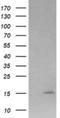 Lysozyme antibody, NBP2-45702, Novus Biologicals, Western Blot image 