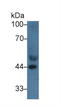 Apolipoprotein A4 antibody, LS-C374290, Lifespan Biosciences, Western Blot image 