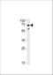 Ubiquilin 1 antibody, A00823, Boster Biological Technology, Western Blot image 