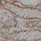 G Protein-Coupled Receptor 108 antibody, FNab03590, FineTest, Immunohistochemistry frozen image 