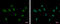 Zinc Finger Protein 74 antibody, GTX114892, GeneTex, Immunofluorescence image 