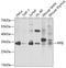 Peptidylprolyl Isomerase E antibody, GTX33133, GeneTex, Western Blot image 