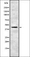 Homeobox protein Meis1 antibody, orb337223, Biorbyt, Western Blot image 