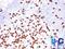 CD8 antibody, NBP2-29475, Novus Biologicals, Immunohistochemistry frozen image 