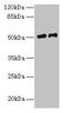 Platelet-activating factor acetylhydrolase antibody, CSB-PA08919A0Rb, Cusabio, Western Blot image 