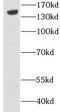 Adhesion G Protein-Coupled Receptor L3 antibody, FNab04829, FineTest, Western Blot image 