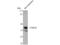 Cyclin Dependent Kinase 10 antibody, STJ92195, St John