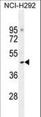 Tight Junction Associated Protein 1 antibody, LS-C161898, Lifespan Biosciences, Western Blot image 