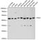 Phosphoglycerate Kinase 2 antibody, 14-721, ProSci, Western Blot image 