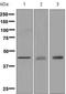 Sphingosine-1-Phosphate Receptor 3 antibody, ab126622, Abcam, Western Blot image 