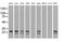 Neurogenin 1 antibody, MA5-24900, Invitrogen Antibodies, Western Blot image 