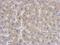 SUMO Peptidase Family Member, NEDD8 Specific antibody, NBP2-20296, Novus Biologicals, Immunohistochemistry frozen image 