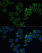 Follicle Stimulating Hormone Receptor antibody, 18-977, ProSci, Immunofluorescence image 