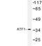 Activating Transcription Factor 1 antibody, LS-C176744, Lifespan Biosciences, Western Blot image 