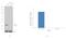 Cyclin Dependent Kinase 5 antibody, MA5-17053, Invitrogen Antibodies, Western Blot image 