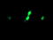 Host Cell Factor C2 antibody, LS-C174238, Lifespan Biosciences, Immunofluorescence image 