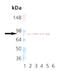 Heat Shock Protein 90 Alpha Family Class B Member 1 antibody, ADI-SPA-843-F, Enzo Life Sciences, Western Blot image 