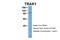 Trafficking Kinesin Protein 1 antibody, NBP1-56761, Novus Biologicals, Western Blot image 