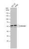 Cell Division Cycle 25C antibody, NBP1-33687, Novus Biologicals, Western Blot image 
