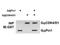 Peptidylprolyl Cis/Trans Isomerase, NIMA-Interacting 1 antibody, NBP1-77757, Novus Biologicals, Western Blot image 