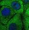 Serpin B5 antibody, NBP1-87778, Novus Biologicals, Immunofluorescence image 