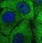 Serpin Family B Member 5 antibody, NBP1-87778, Novus Biologicals, Immunofluorescence image 