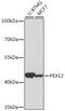 Peroxisomal Biogenesis Factor 12 antibody, 16-406, ProSci, Western Blot image 