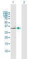 Guanosine Monophosphate Reductase antibody, H00002766-D01P, Novus Biologicals, Western Blot image 