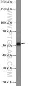 Gamma-Aminobutyric Acid Type A Receptor Rho1 Subunit antibody, 25899-1-AP, Proteintech Group, Western Blot image 