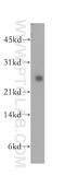 Cysteine And Glycine Rich Protein 1 antibody, 13432-1-AP, Proteintech Group, Western Blot image 