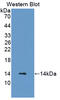 Cysteine Rich Protein 1 antibody, abx128203, Abbexa, Western Blot image 