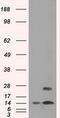 Transmembrane protein 100 antibody, MA5-24949, Invitrogen Antibodies, Western Blot image 