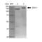 Mediator Of DNA Damage Checkpoint 1 antibody, 12596, QED Bioscience, Western Blot image 