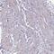 Protein naked cuticle homolog 1 antibody, NBP2-30532, Novus Biologicals, Immunohistochemistry paraffin image 