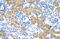 Ribonucleic Acid Export 1 antibody, orb330108, Biorbyt, Immunohistochemistry paraffin image 